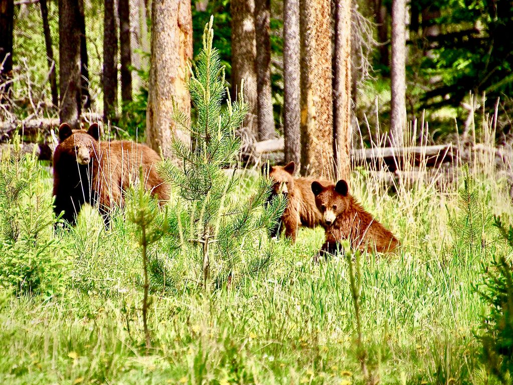 Grizzly beren groepsreis Canada